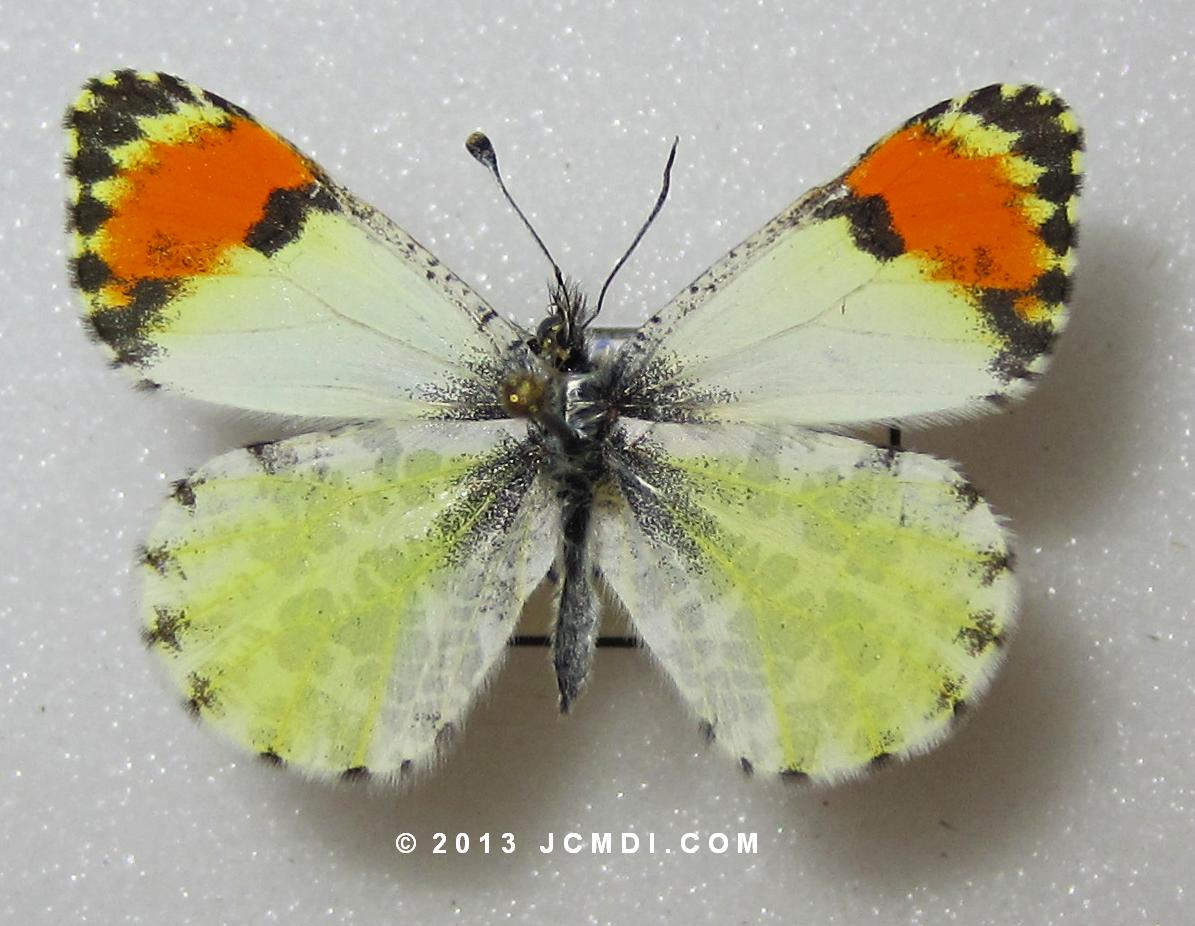 Anthocaris sara reakirti fermale